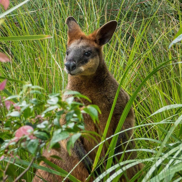 Abelia House Panzió Byron Bay Kültér fotó